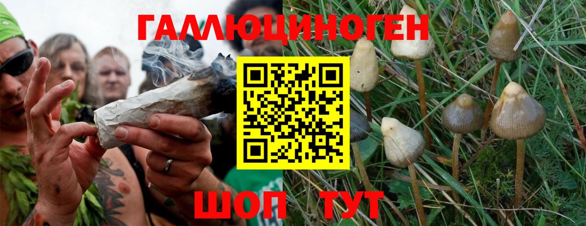 Псилоцибиновые грибы мухоморы Губкинский